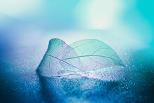Two Transparent Skeleton Leaves Macro On Wet Surface On Blue Background In Nature With Beautiful Light.