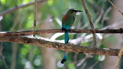 Canvas Print - A closeup shot of Turquoise-browed motmot perched on a tree branch in HD