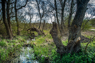 Poster - Cowpen Bewley Nature Reserve