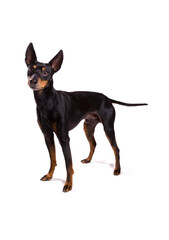 Canvas Print - English Toy Terrier dog in show stance isolated on a white background