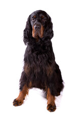 Sticker - Gordon Setter dog sitting isolated on a white background