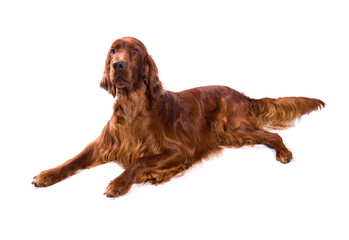 Poster - Irish Red Setter dog laying isolated on a white background