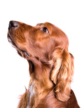 Irish Red Setter Dog Looking To The Side Isolated On A White Background