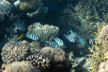 Wall Mural - Sergeant major fish (pintano) in Red Sea, Egypt. Bright striped tropical fish in the ocean, clear blue turquoise water. Sandy bed near a coral reef. Underwater photo.