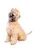 Soft Coated Wheaten Terrier dog sitting isolated on a white background
