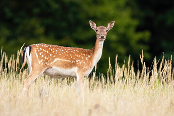 Wall Mural - fallow deer looking to the camera on meadow in summer