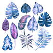 Watercolor tropical leaves in amethyst shade. Dracaena, palm, ficus leaves, banana leaves and others for design, fabric decoration, scrap paper, stickers.