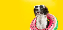 Puppy Border Collie Dog Summer Inside Of A Watermelon  Inflatable Wearing Sunglasses Looking Away. Isolated On Yellow Background.