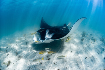 Manta Ray Feeding