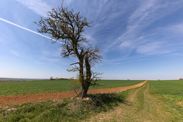 Wall Mural - Spring landscape with sown fields and blue sky