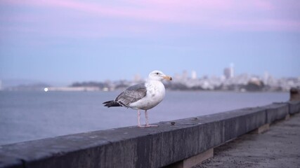 Wall Mural - seagull on the pier