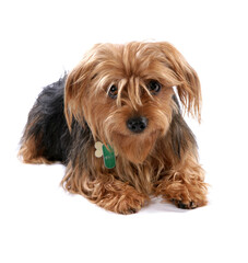 Poster - Yorkshire Terrier 6