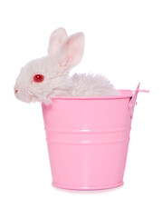 Sticker - White rabbit in a pink bucket