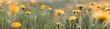Spring green field with yellow dandelions on a sunny day. Long horizontal banner with copy space. Nature floral background in early summer