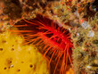 Electric Fileclam (Ctenoides ales) also known as Disco Clam, Disco Scallop, Electric Clam tucked into reef near Anilao, Mabini, Philippines.  Underwater photography and travel.