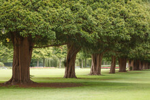 Row Of Trees In An Urban Park In London, UK
