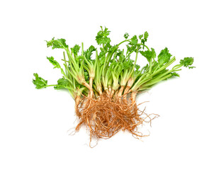 Wall Mural - Coriander or Cilantro root isolated on white background