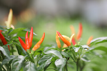 Wall Mural - Red and orange Bird's eye chili pepper plants closeup