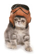 kitten wearing vintage raf helmet and googles