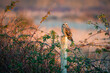 Short eared owl (Asio flammeus) perched at sunset 
