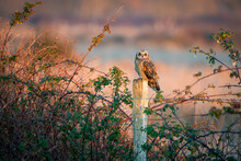 Short Eared Owl Perched In Beautiful Sunset Sunlight On Wooden Post In Rural Countryside In France