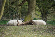 Sheep resting under the trees in West Stow Country Park, May 2021