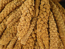 Closeup Shot Of Foxtail Millet Plants