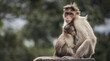 Heartwarming shot of adorable macaques family with the baby hugging a parent