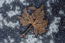 Decomposing Brown Tree Leaf On The Concrete In Autumn; Color Photo.