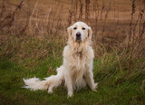 Fototapeta Psy - Pale Golden Retriever dog sit beside a field looking at the camera