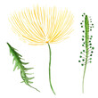 Yellow dandelion and leaves decorative watercolor elements set. Template for decorating designs and illustrations.