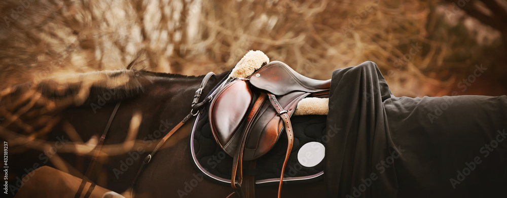 A bay horse with a dark mane is wearing a leather saddle, a dark saddlecloth, a black horse blanket and a bridle on an autumn day. Equestrian sports and ammunition. - obrazy, fototapety, plakaty 