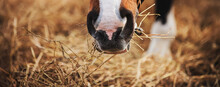 The Muzzle Of A Bay Horse With A White Spot On Its Nose, Which Eats Dry Harvested Hay On A Sunny Day. Feeding Livestock. Agricultural Industry.