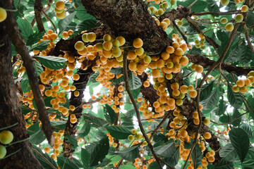 Wall Mural - Baccaurea ramiflora Lour or Burmese grape tree , Mafai in Thai, sweet and sour fruit on tree .