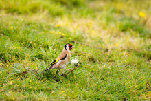 Selective Focus Shot Of A Black-headed Goldfinch On The Grass