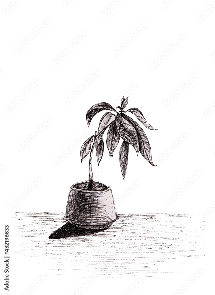 Illustration Stock Hand drawn sketch of avocado tree stem in pot. Ink ...