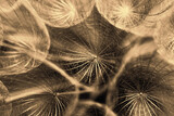 Fototapeta Na sufit - Abstract macro photo of dandelion seeds