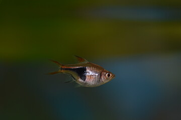 Sticker - fish in  aquarium
