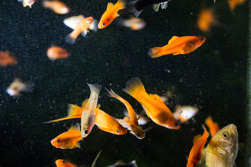 Sticker - fish aquarium,