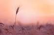 © Dmitry Pistrov - The yellow wheatfield at Sunset, shallow depth of field, Israel,  Ears of wheat close up