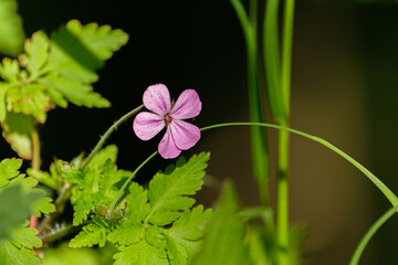 Purple flower close-up on green background in the wild