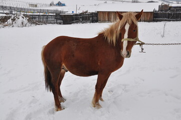 Wall Mural - brown  horse in Romania.,  winter