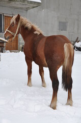 Wall Mural - brown  horse in Romania.,  winter