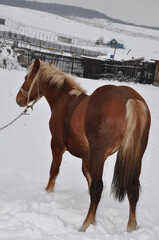 Wall Mural - brown  horse in Romania.,  winter