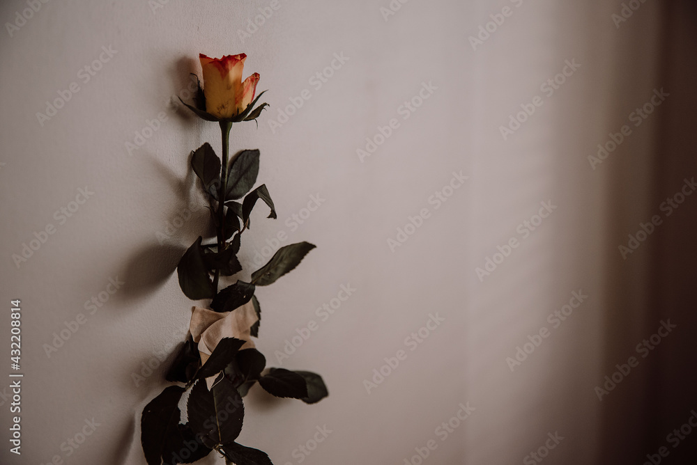 Obraz na płótnie Róża  w salonie