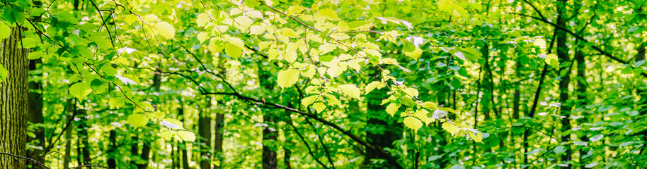 Wall Mural - Beautiful panoramic spring scenery with green leaves and bokeh background