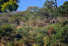An African Elephant Almost Disguised In The Woodlands Of Southern Kruger National Park, South Africa