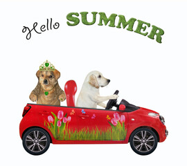 Wall Mural - A dog labrador drives a red car with his friend. Hello summer. White background. Isolated.