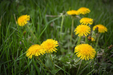 Wall Mural - Yellow dandelions on a green lawn in the garden. The beauty of wildflowers.