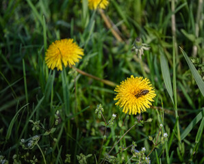 Wall Mural - Yellow dandelions on a green lawn in the garden. The beauty of wildflowers.